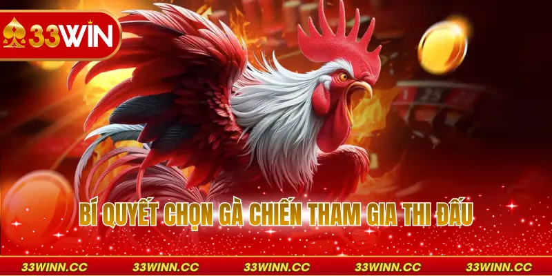 Bí quyết chọn gà chiến tham gia thi đấu
